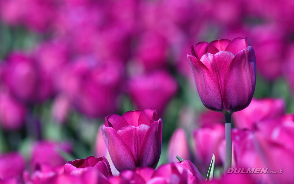 Tulips